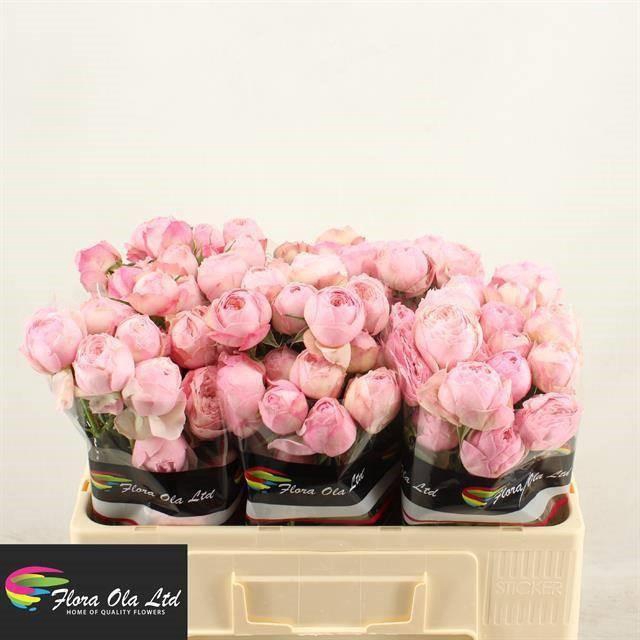 <h4>R TR MANSFI PINK PA</h4>