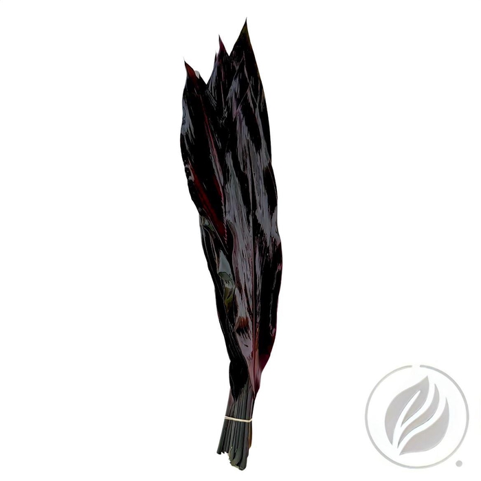 <h4>Cordyline Black Tie Adg 80cm</h4>