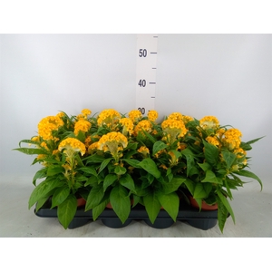 Celosia arg. CR 'Twisted Yellow'