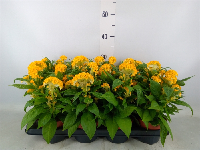 <h4>Celosia arg. CR 'Twisted Yellow'</h4>