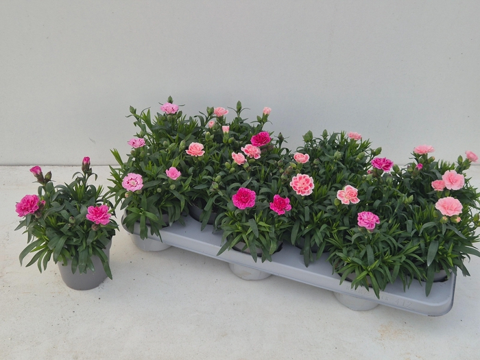 <h4>DIAN OSC GEM</h4>