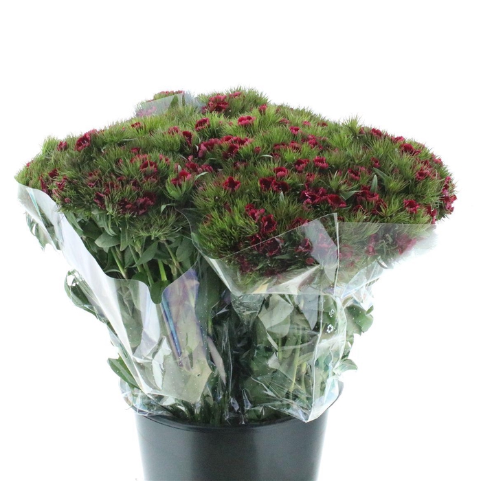 <h4>Di Barb Ball Bordeaux Super</h4>