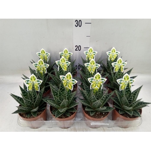 Aloe aristata 'Tiki Tahi'