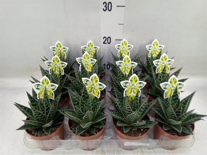 <h4>Aloe aristata 'Tiki Tahi'</h4>