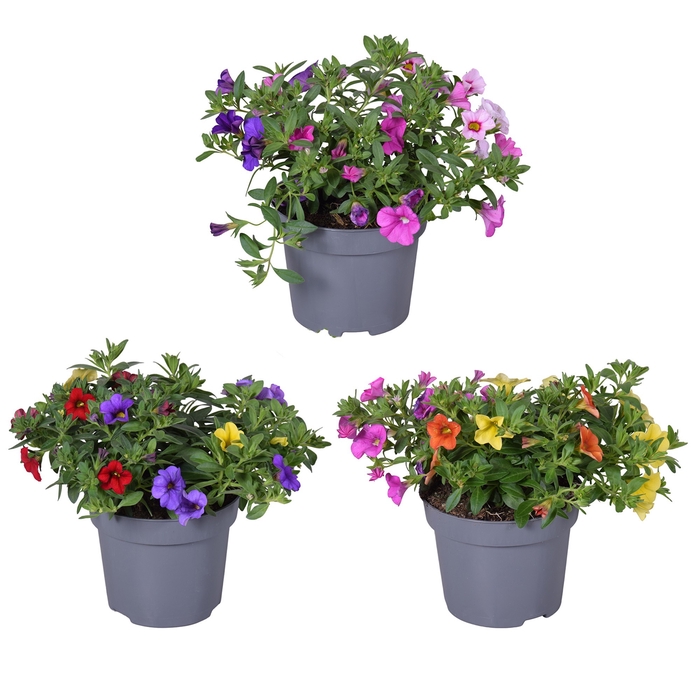 <h4>Cali mix Trio 3 kleur in pot mixkar</h4>