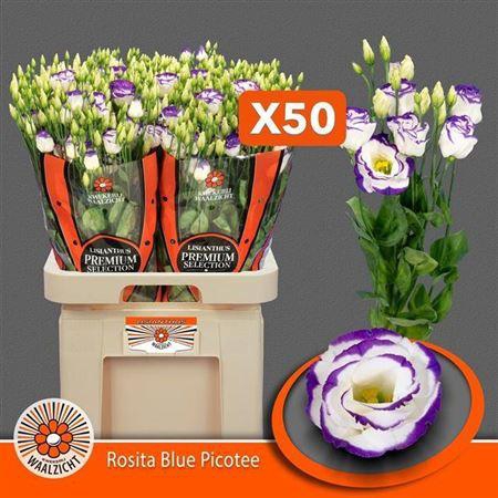 <h4>Eus G Rosi Blue Pico</h4>