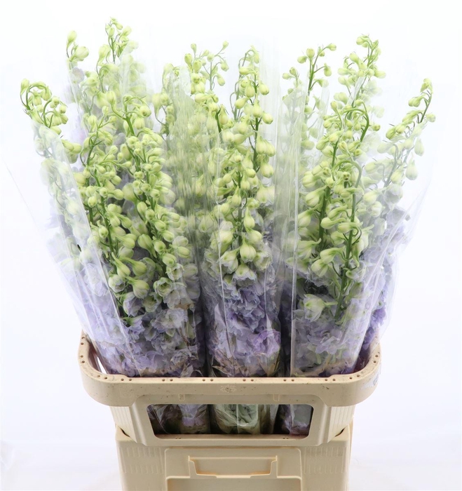 <h4>DELPHINIUM DU 'DEV LAVENDER LOVE'</h4>