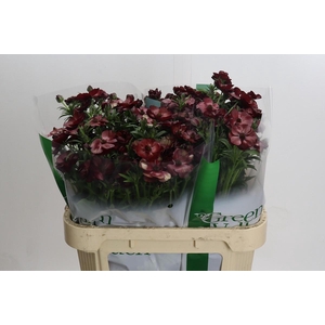 Ranunculus Magical Chocolate