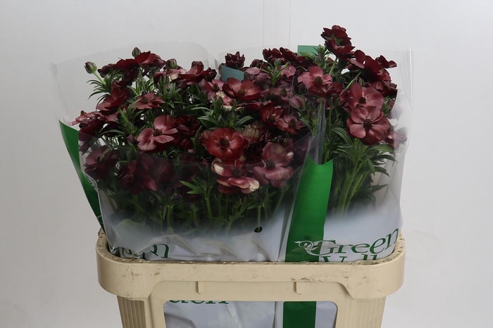 <h4>Ranunculus Magical Chocolate</h4>