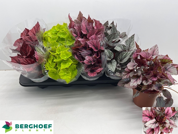 <h4>BEG BEL GEM</h4>