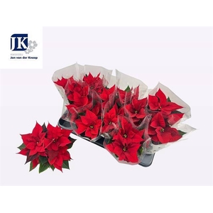 EUPHOR P CHR UNIVERS