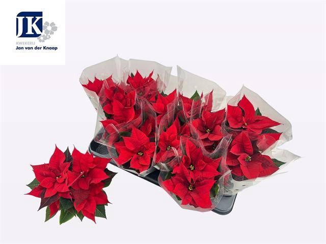 <h4>EUPHOR P CHR UNIVERS</h4>