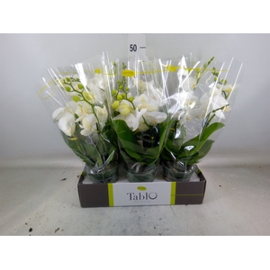 Phalaenopsis   ...white