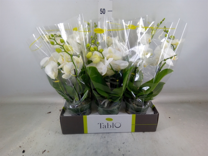 <h4>Phalaenopsis   ...white</h4>