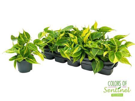 <h4>Philodendron Scandens 'Brasil'</h4>