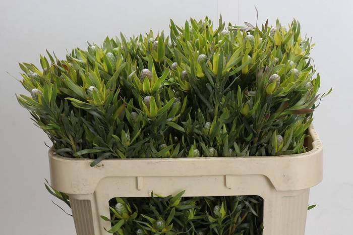 <h4>Leucadendron Pisa Spray</h4>