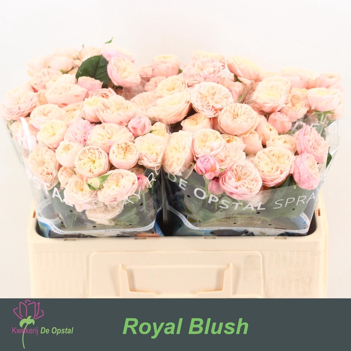 <h4>R tr Royal Blush</h4>