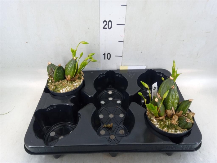 <h4>Orchideeen   ...</h4>