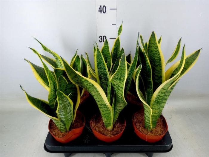 <h4>Sansevieria trifa. 'Futura Superba'</h4>