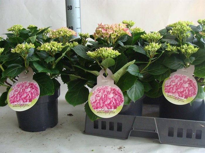 <h4>Hydrangea mac.</h4>