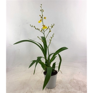 Oncidium 1-tak (lang)