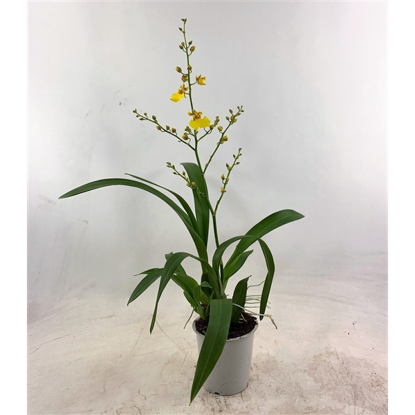 <h4>Oncidium 1-tak (lang)</h4>