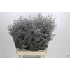 Limonium ov Misty Blue