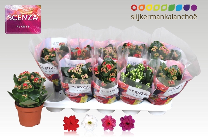 <h4>KAL GE GEM 4 KL</h4>