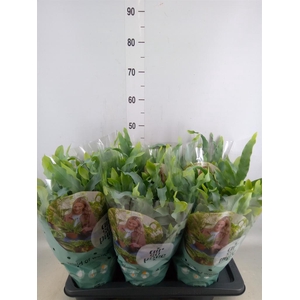 Phlebodium aureum 'Blue Star'