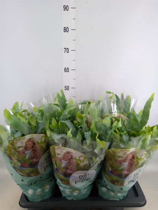 <h4>Phlebodium aureum 'Blue Star'</h4>