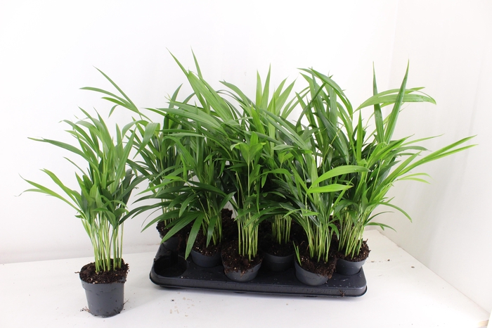 <h4>DYPSIS LUTESCENS</h4>