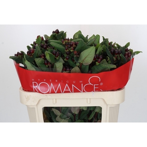 Hypericum Rocky Romance Spray