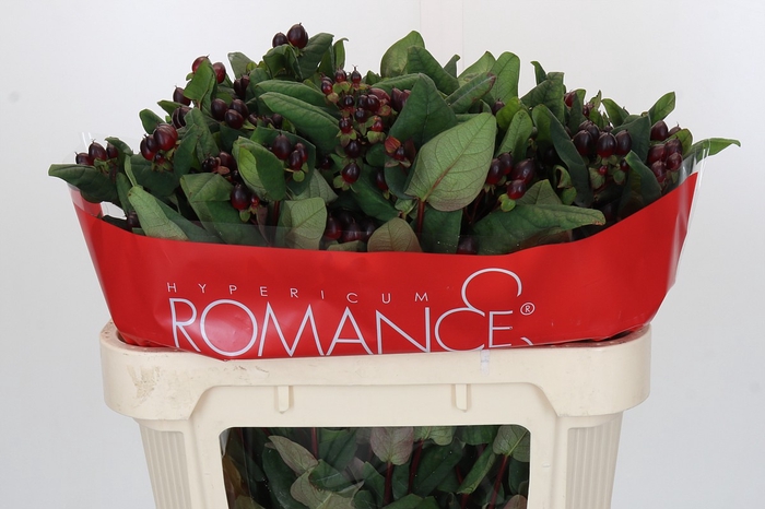 Hypericum Rocky Romance Spray