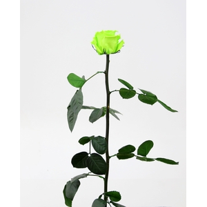 Roos op steel standard Lime green