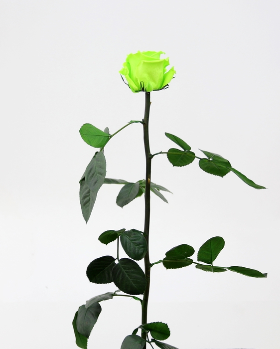Roos op steel standard Lime green