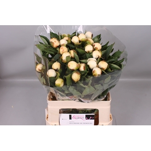 Paeonia Duchesse De Nemours