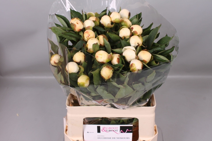 <h4>Paeonia Duchesse De Nemours</h4>