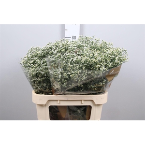 Limonium Sinense China White