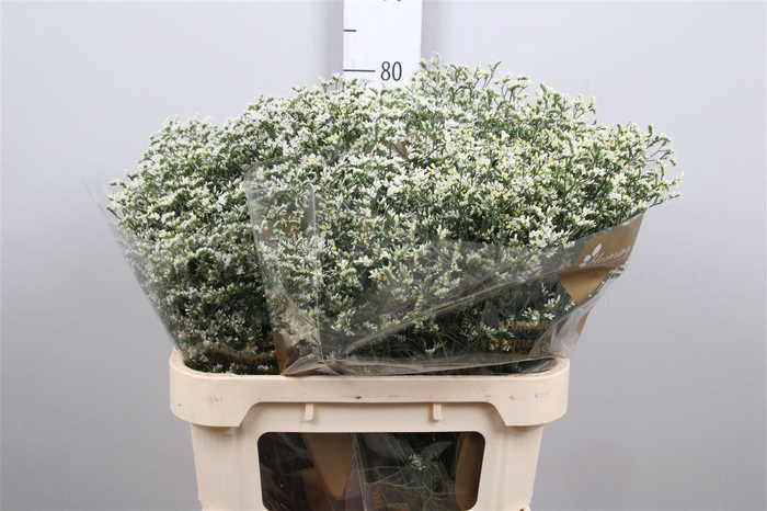 <h4>Limonium Sinense China White</h4>