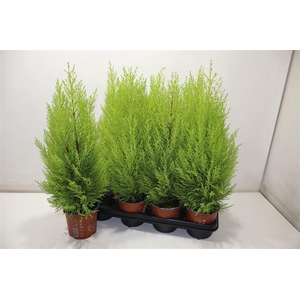 arr8 Cupr Ma Goldc Wilma