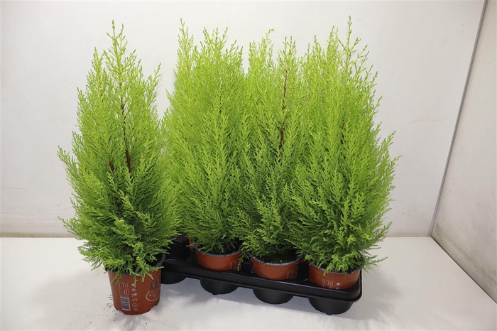 <h4>arr8 Cupr Ma Goldc Wilma</h4>