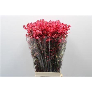 Delph En M Sil White Red Dyed