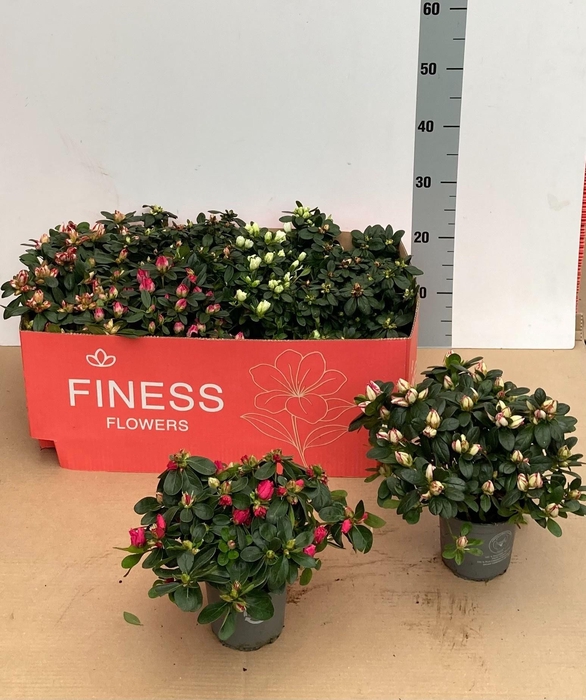 <h4>RHODO SI OV</h4>