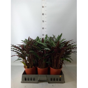 Calathea rufibarba 'Elgergrass'