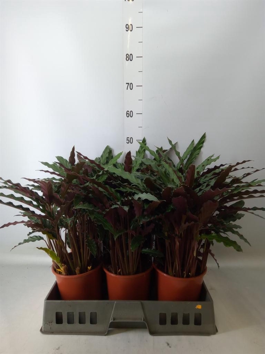 <h4>Calathea rufibarba 'Elgergrass'</h4>