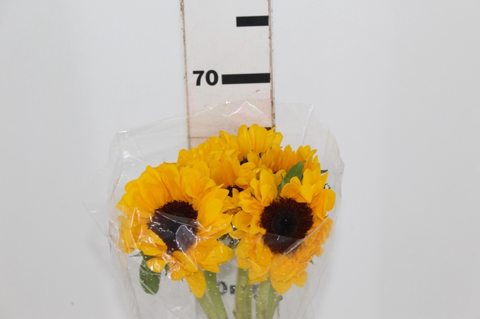 <h4>GIRASSOL 060 CM</h4>
