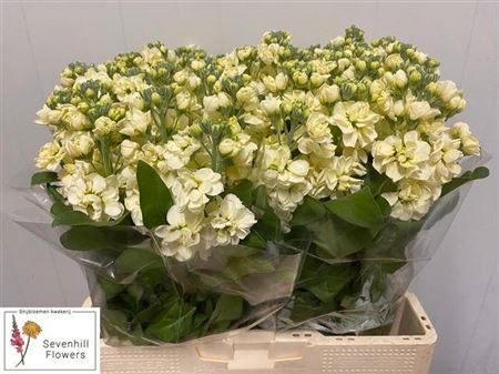 <h4>Matth Centum Cream</h4>