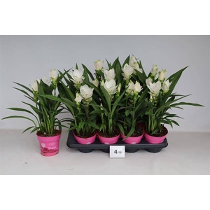 Curcuma alismatifolia Siam Sisto 14Ø 55cm 4fl