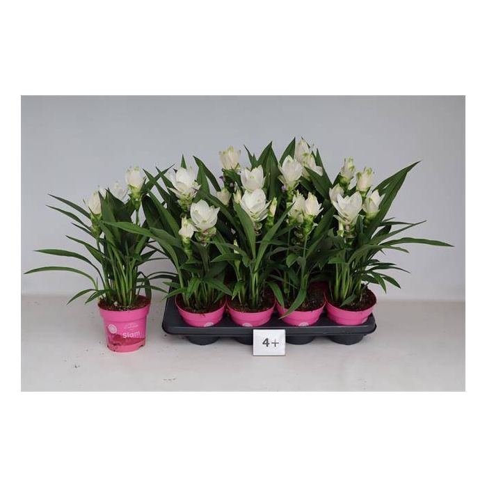 <h4>Curcuma alismatifolia Siam Sisto 14Ø 55cm 4fl</h4>