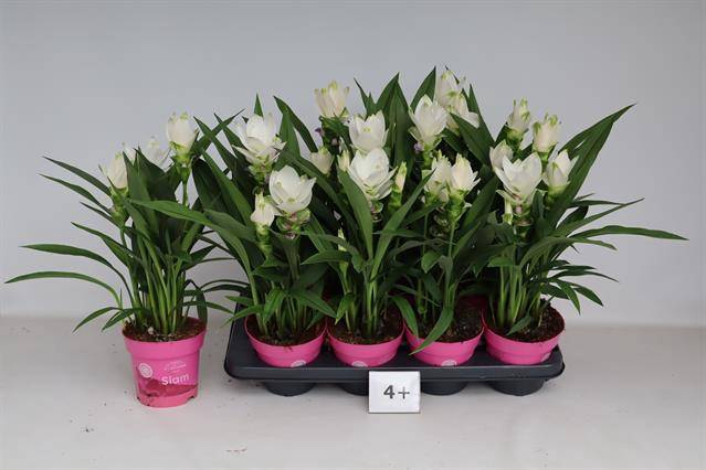 Curcuma alismatifolia Siam Sisto 14Ø 55cm 4fl